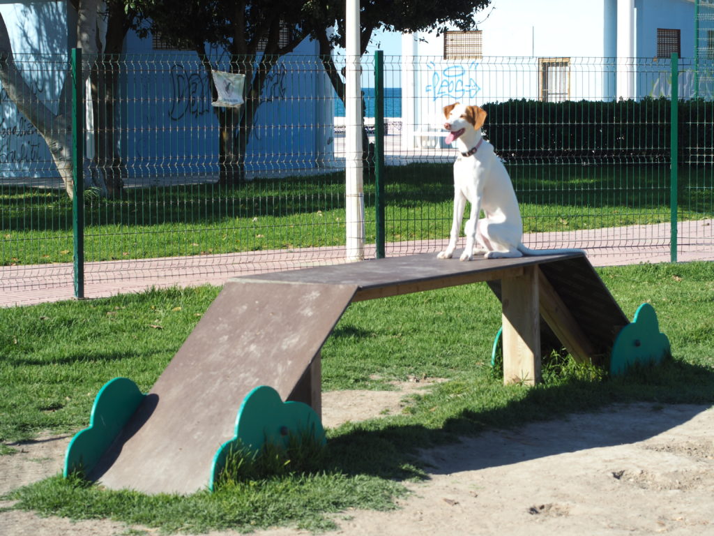 Parques para perros en Valencia, ¿cuál elijo? - Saludes Play