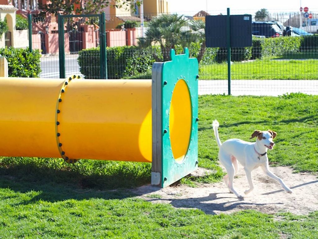 Parques para perros en Valencia, ¿cuál elijo? - Saludes Play